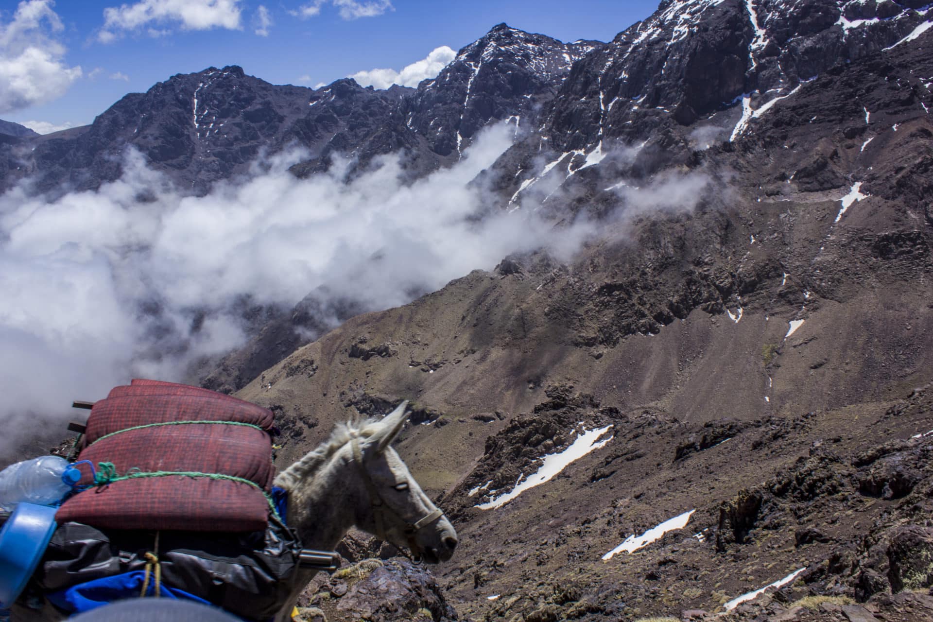 Mule heading to the Toubkal Refuge